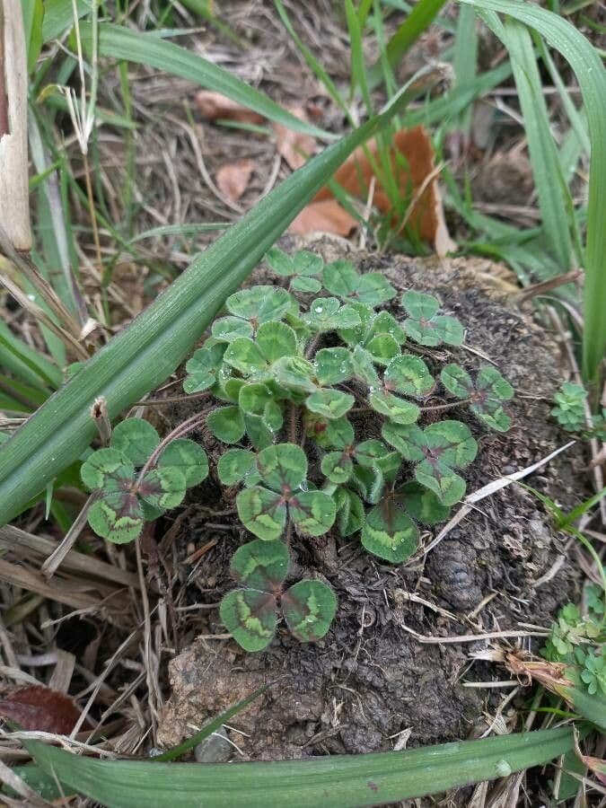 Oxalis pourpre 14