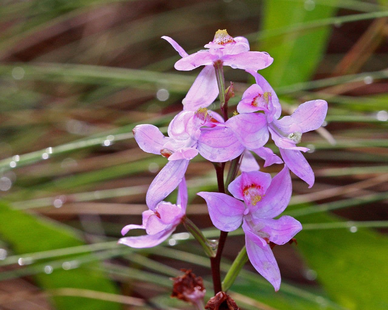 Calopogon 4