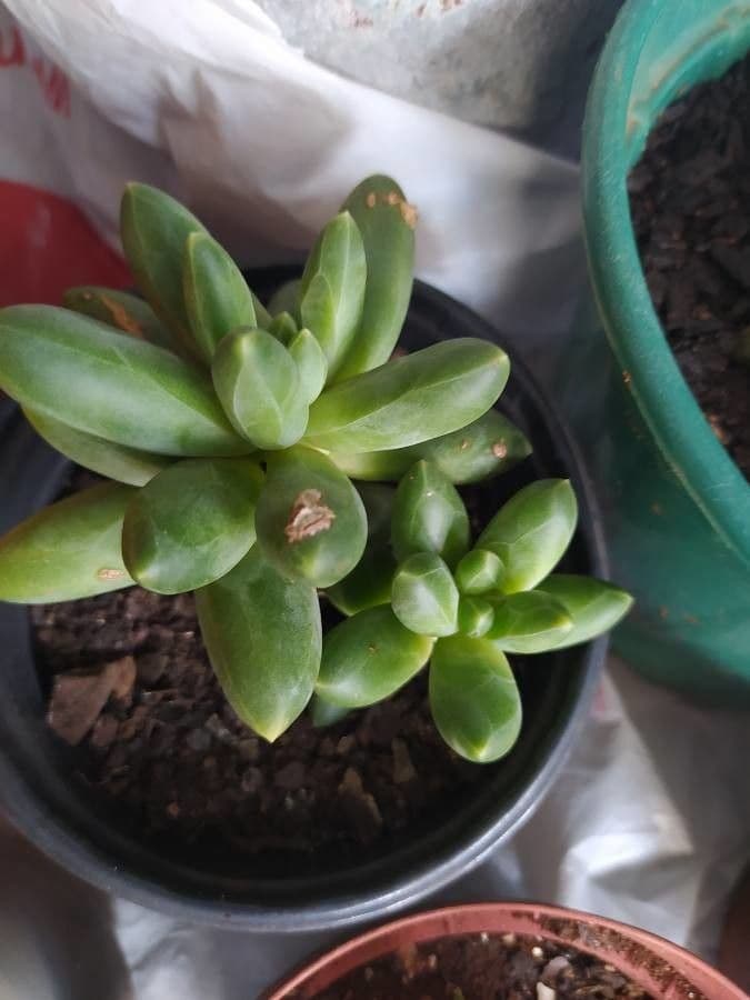Pachyphytum 4