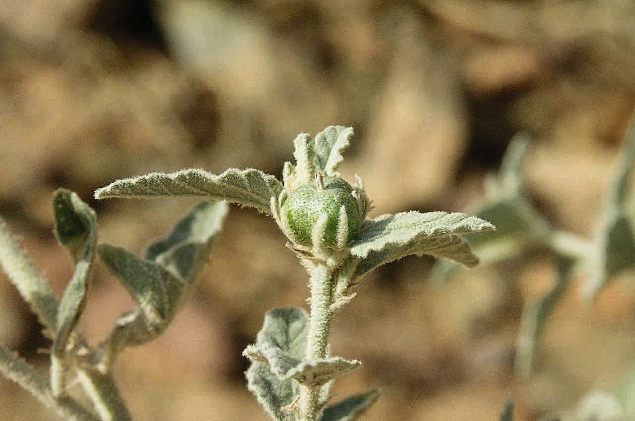 Chrozophora 4