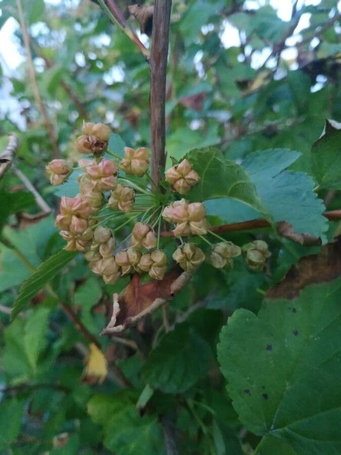 Potočnice strední 4