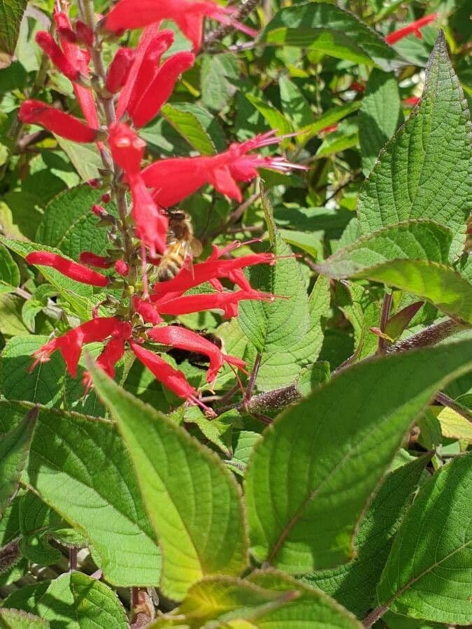 Salvia ananas 5