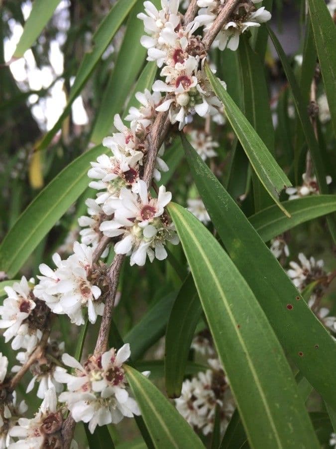 Agonis 3