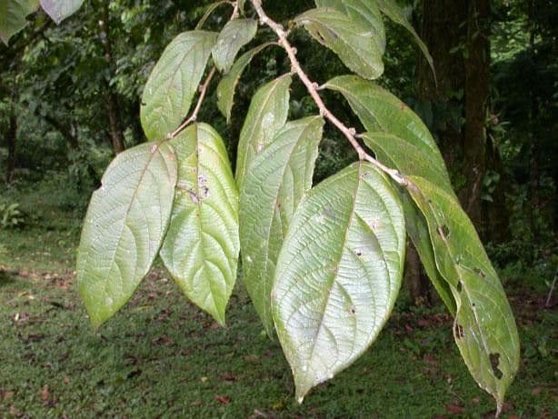 Casearia 10