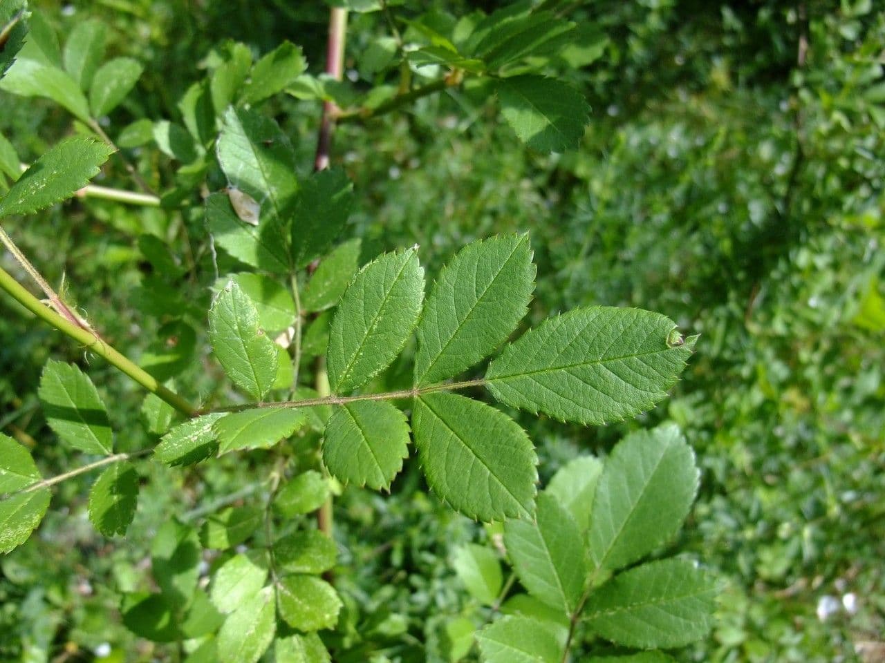 Rosa multiflora 17