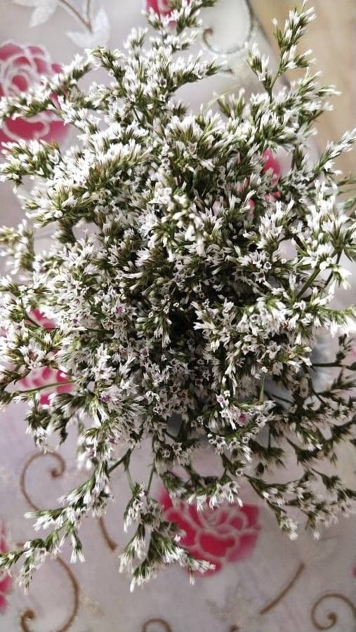Goniolimon tataricum 14