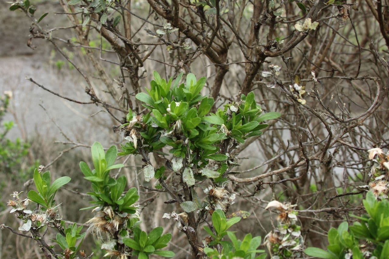 Bacharis 23