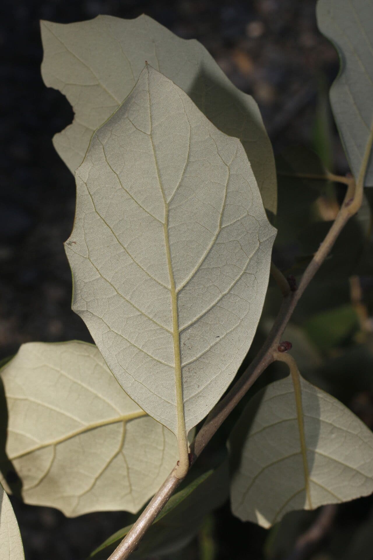 Quercia 13