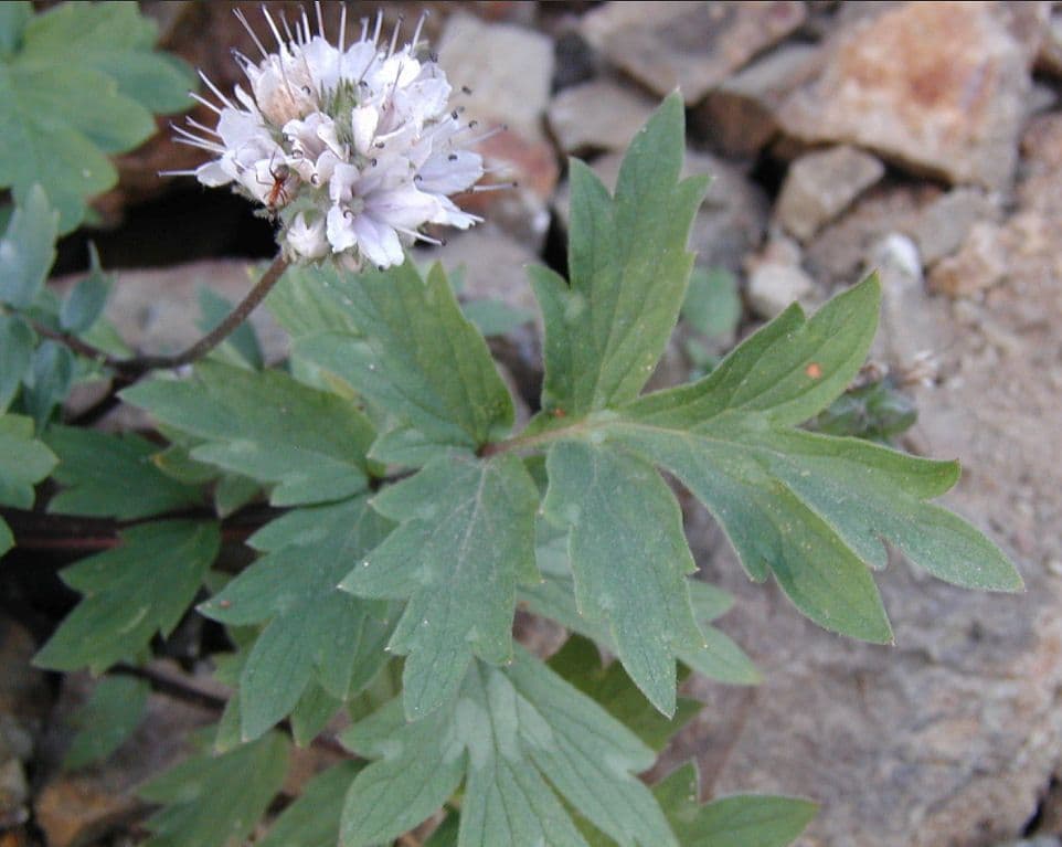 Hydrophyllum occidentale 11