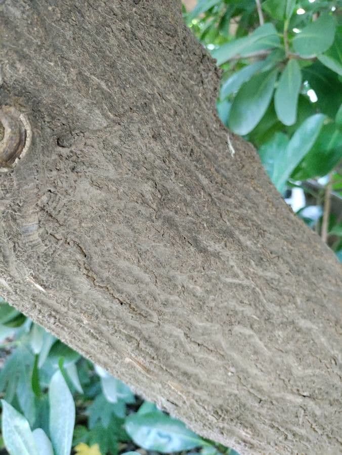 Karapofrucht 22