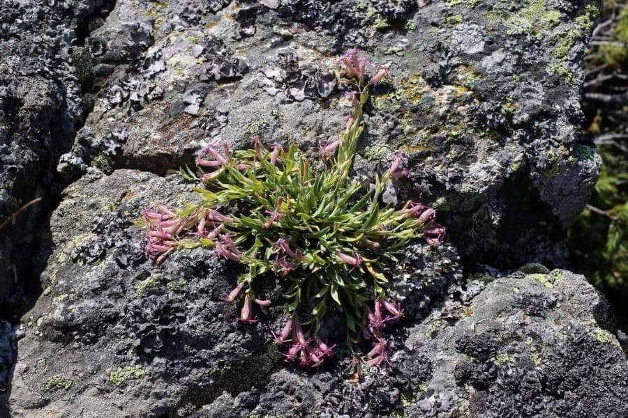 Silene 8