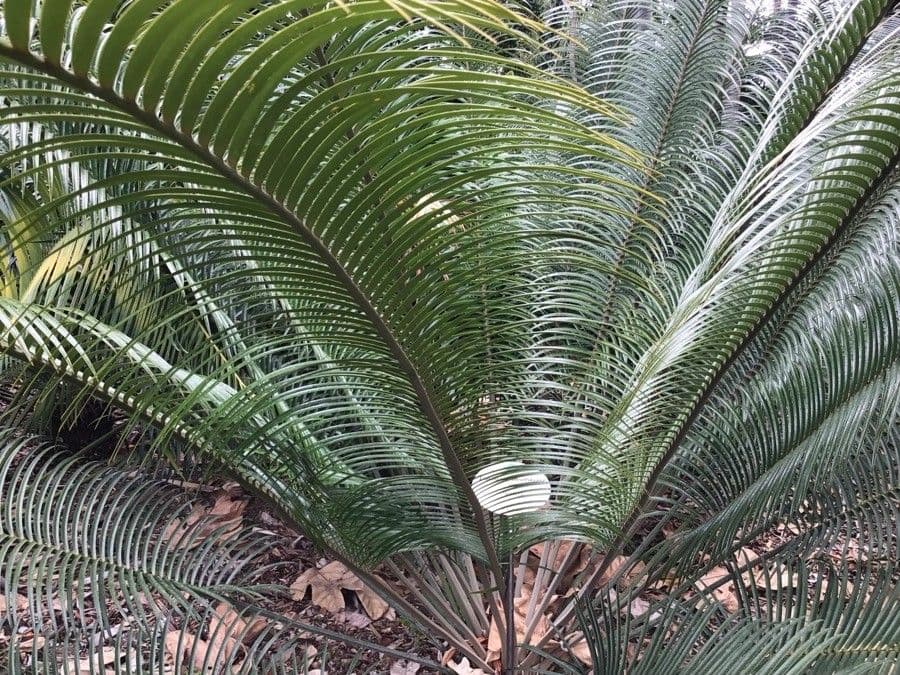 Lepidozamia 6