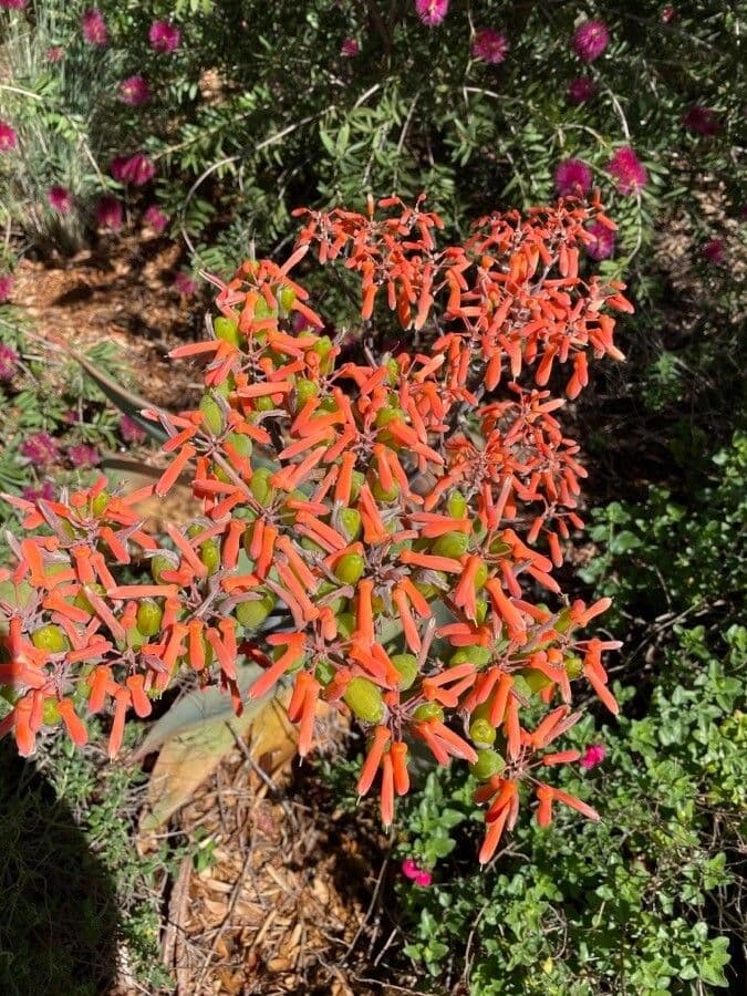 Aloe striata 6
