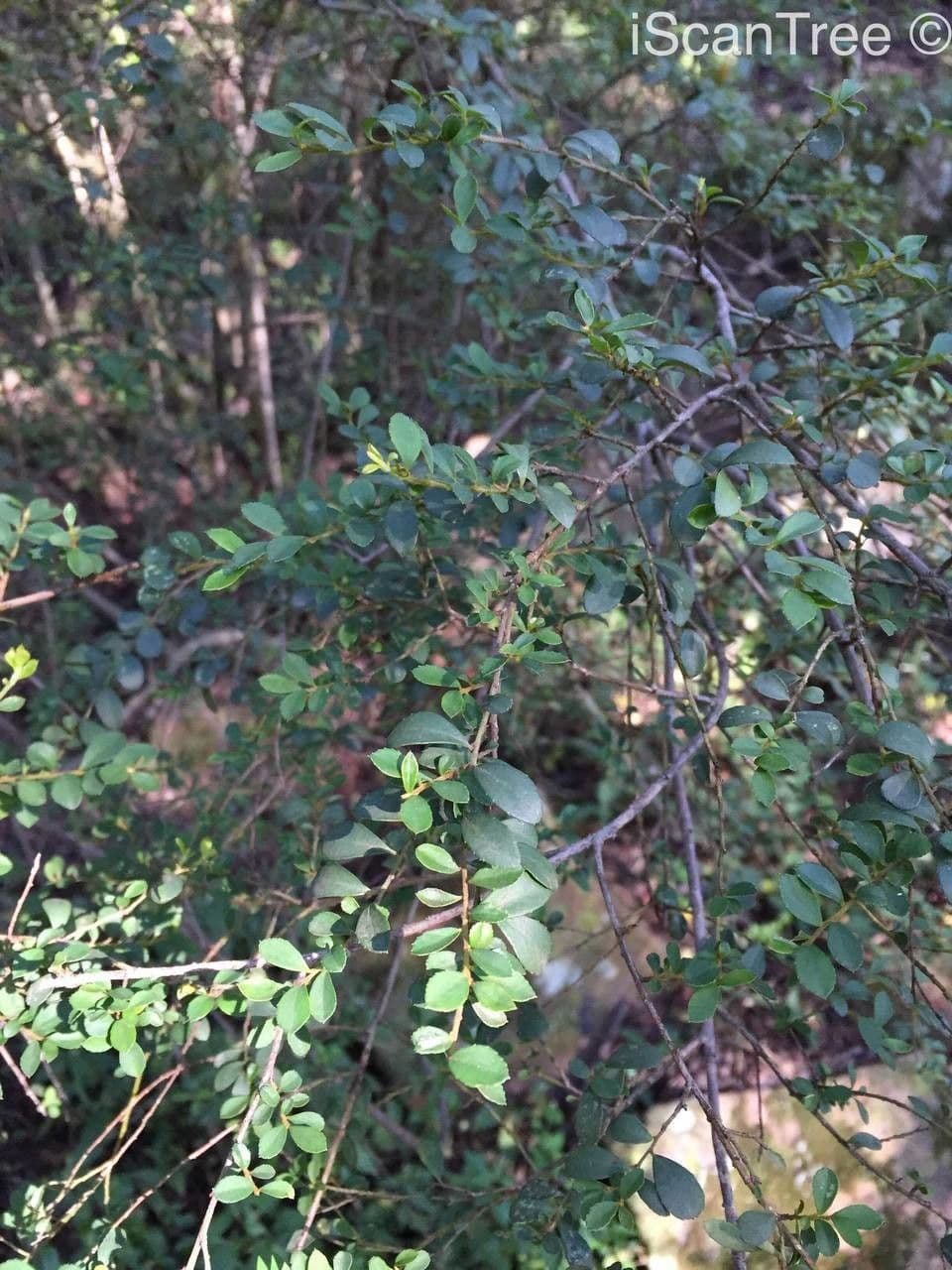 Myrsina africká 12