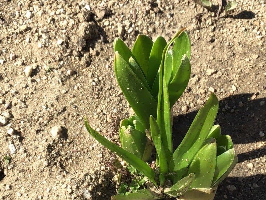 Eremurus himalajski 4