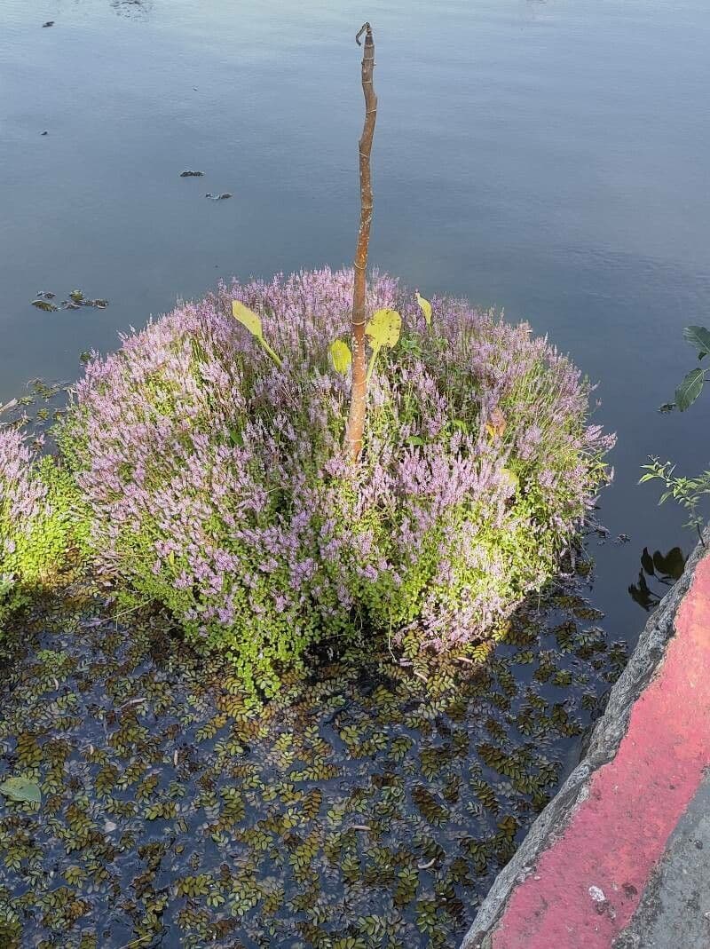 Rotala 2