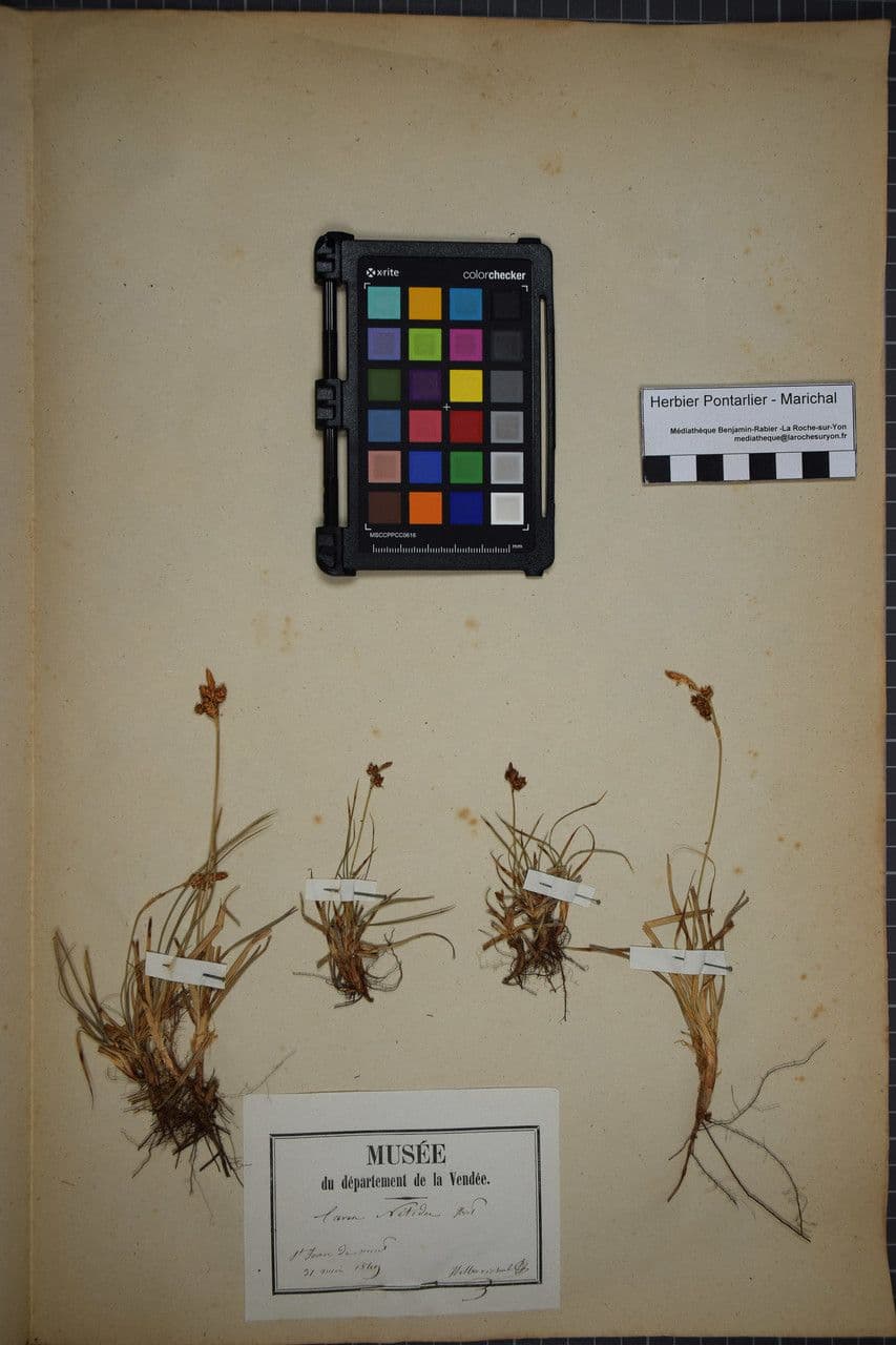 Carex liparocarpos 17
