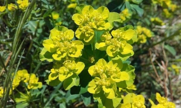 Euforbia bionda 10