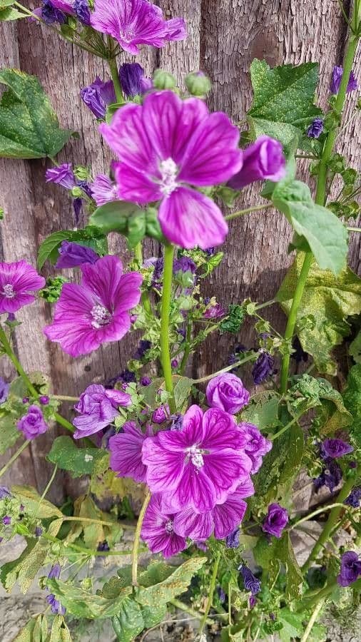 Malva selvatica 26