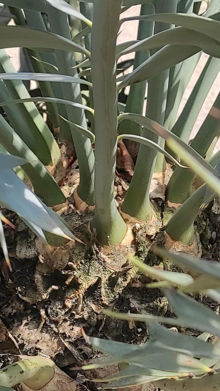 Encephalartos 17
