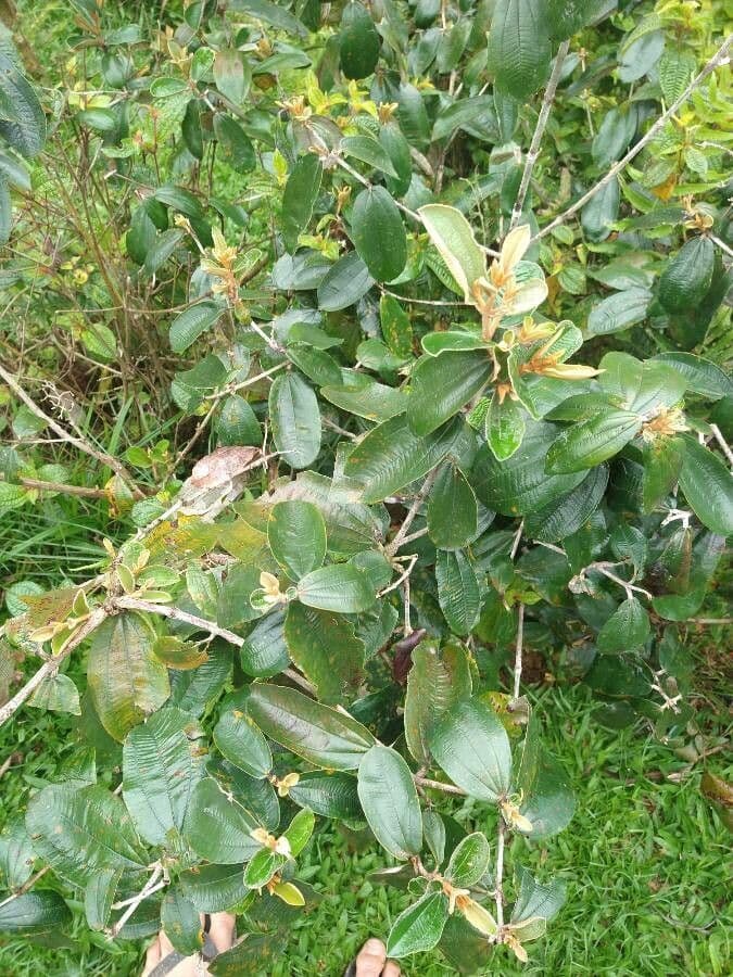 Miconia bianca 13
