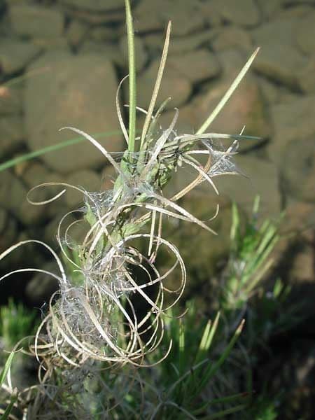 Epilobio ciliato