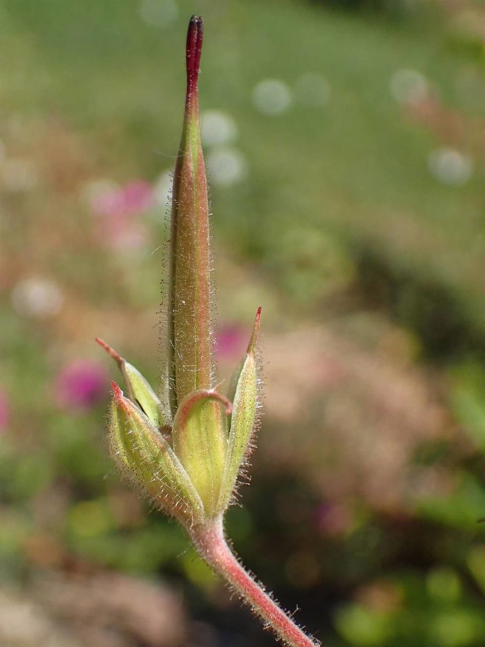 Storchschnabel 20