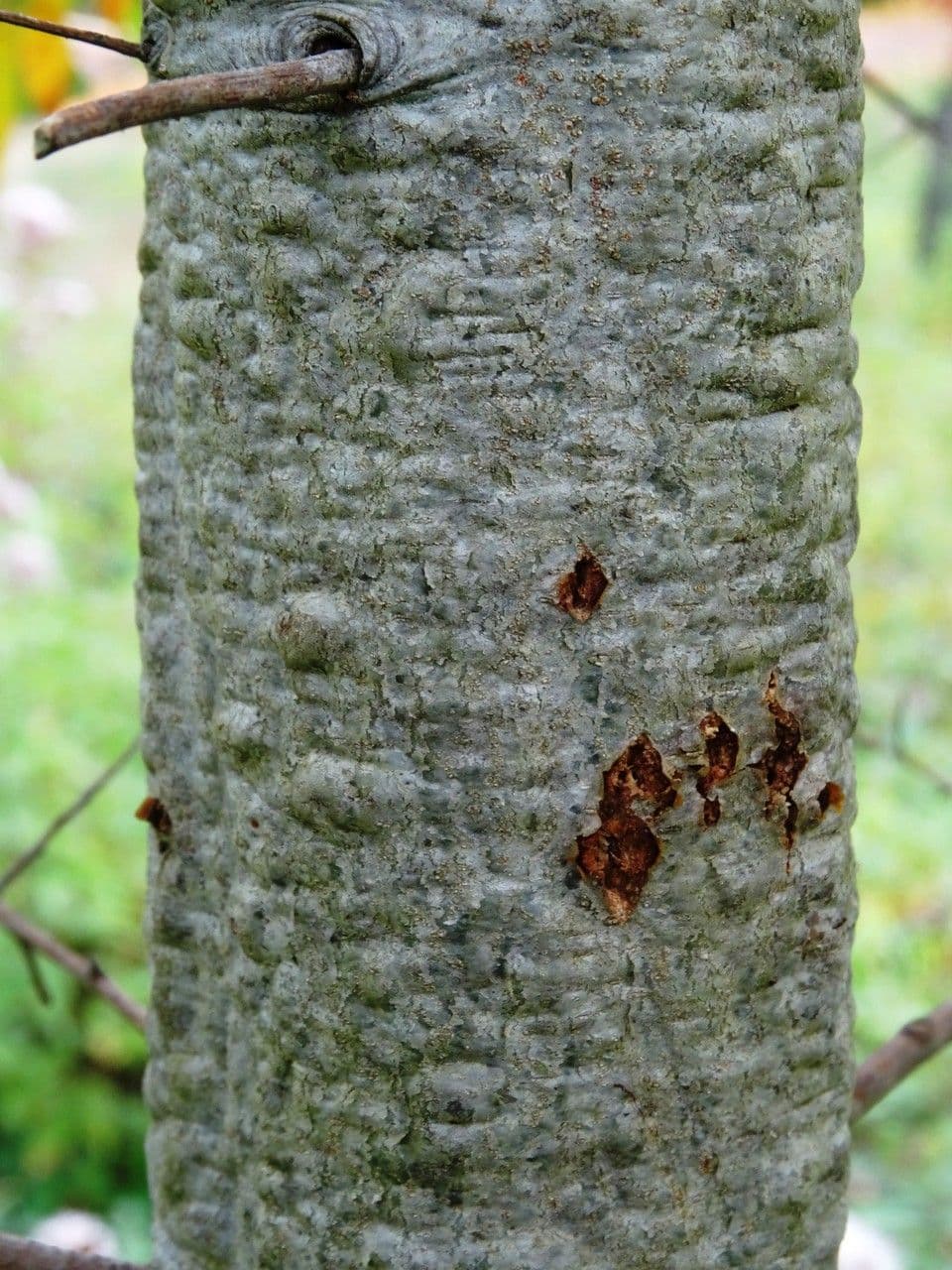 Weidenblättrige Eiche 23