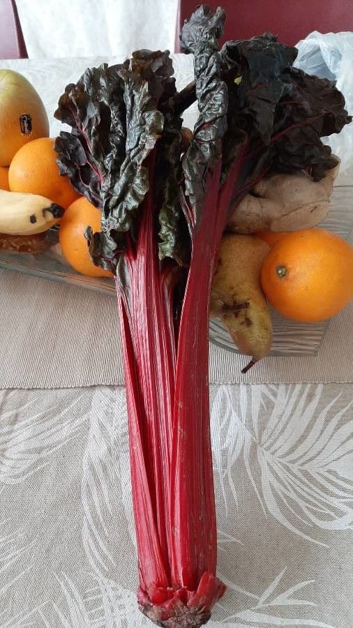 Rabarbaro da giardino 16