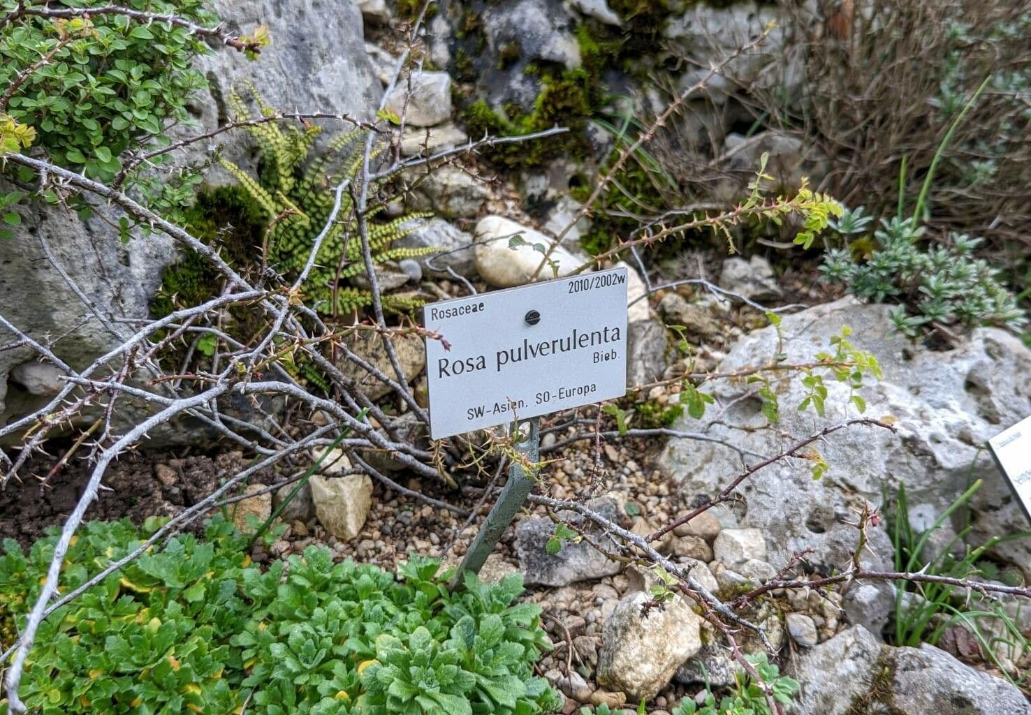 Graublättrige Rose 3
