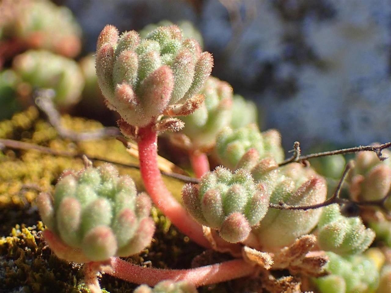 Sedum 4