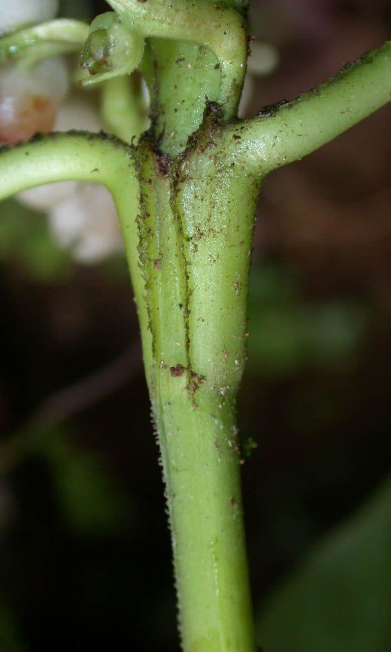 Hedyosmum 16