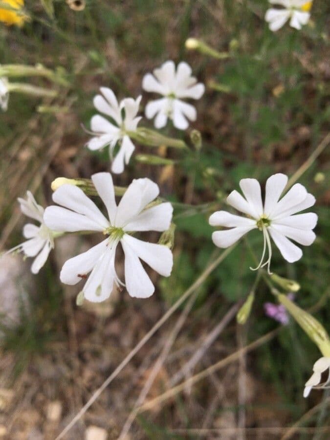 Silene italiana 6