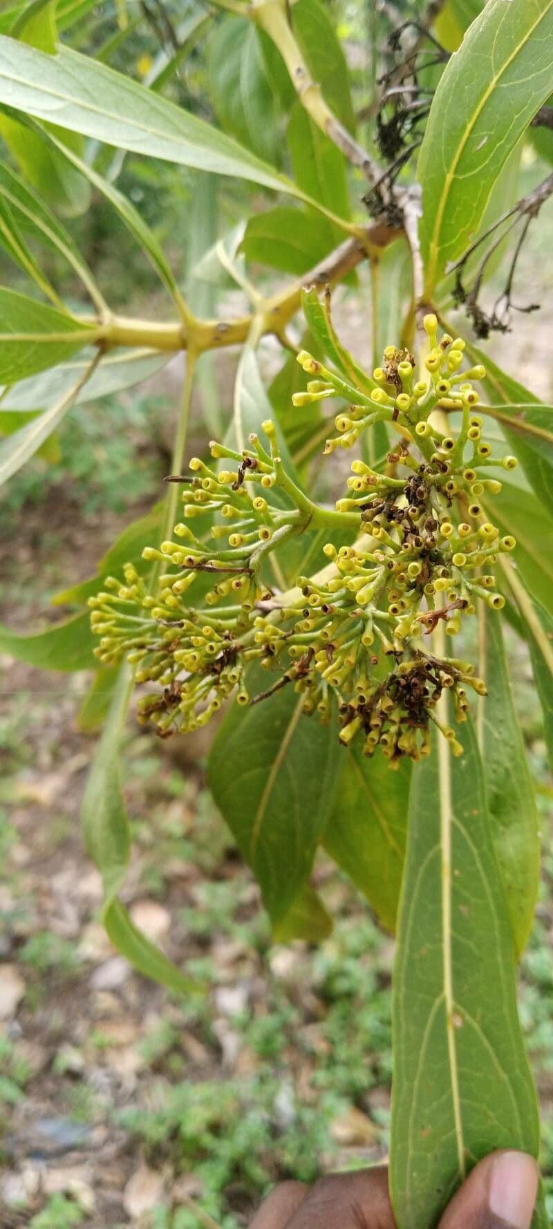 Coptosperma graveolens 7