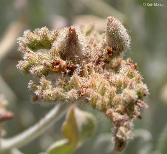 Yerba santa