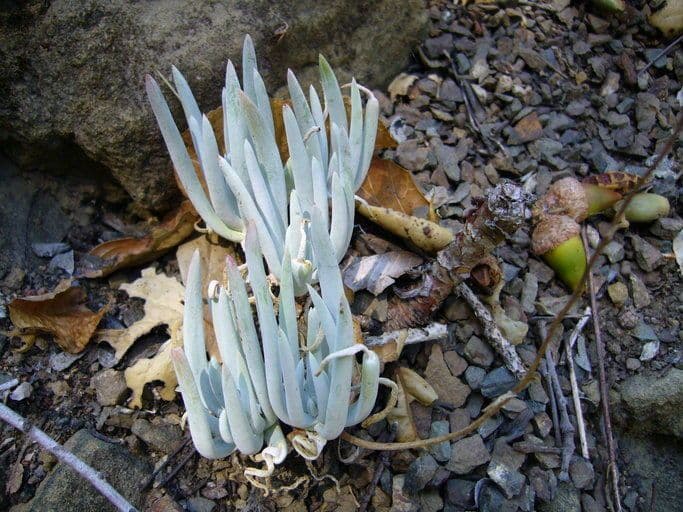 Dudleya densiflora 7
