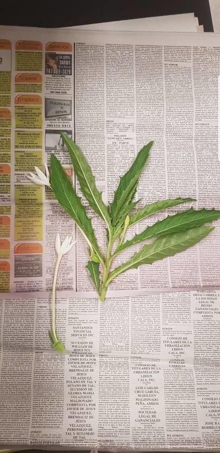 Hippobroma longiflora 14