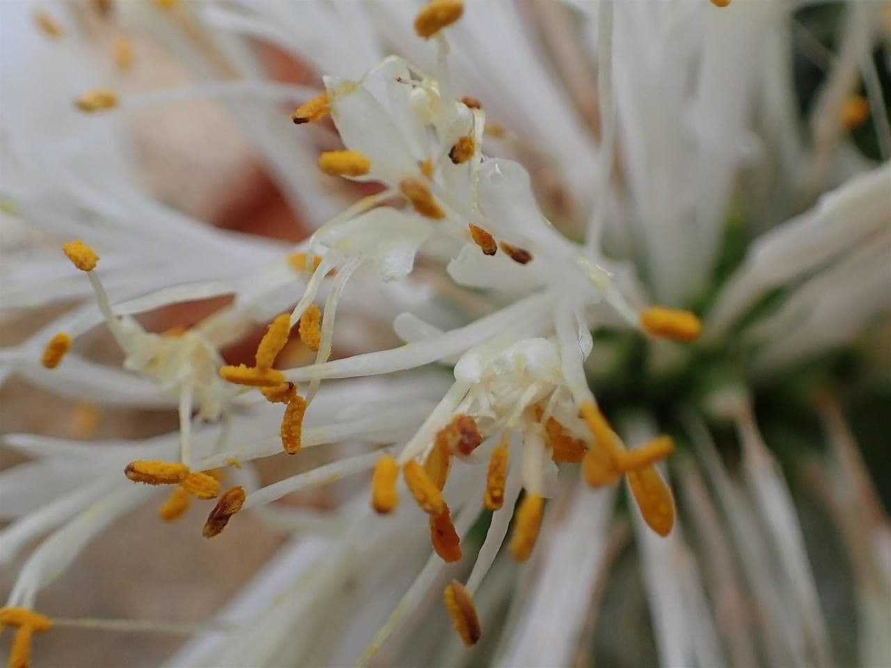 Haemanthus 5