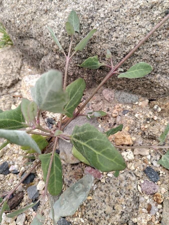 Atriplex glabriuscula 20