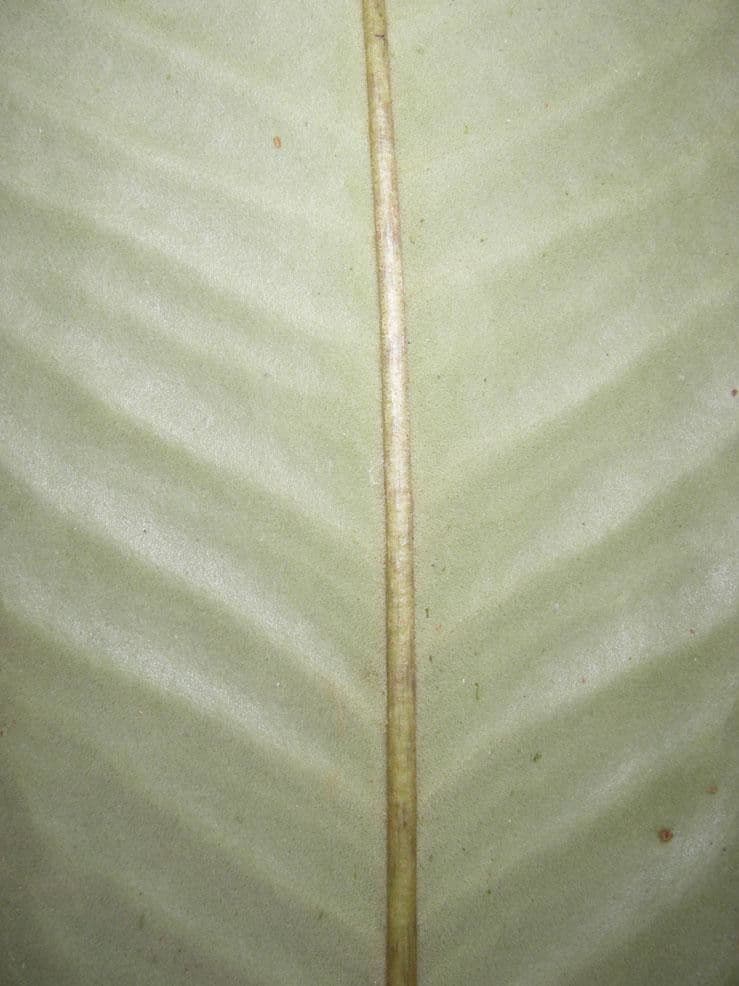 Ardisia 18