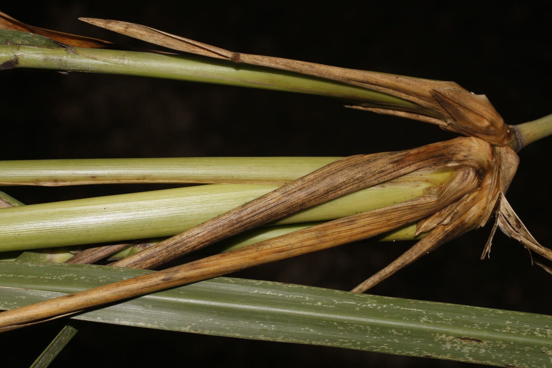 Uniola 4