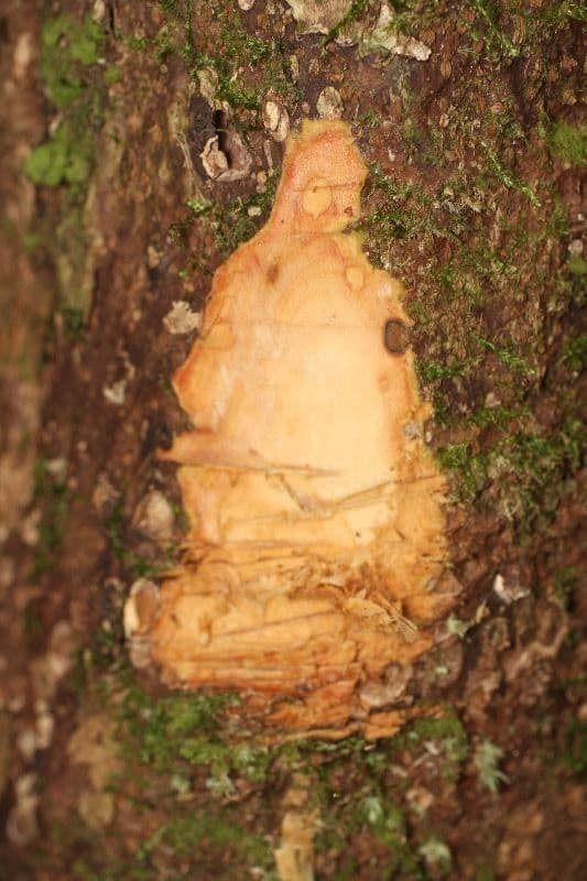 Eschweilera micrantha 18
