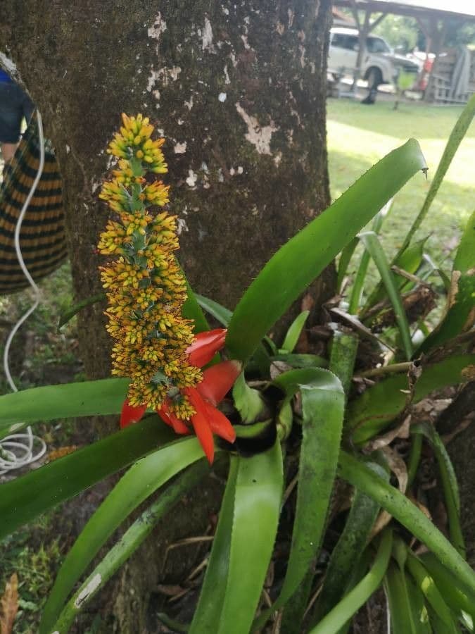 Aechmea mertensii 5