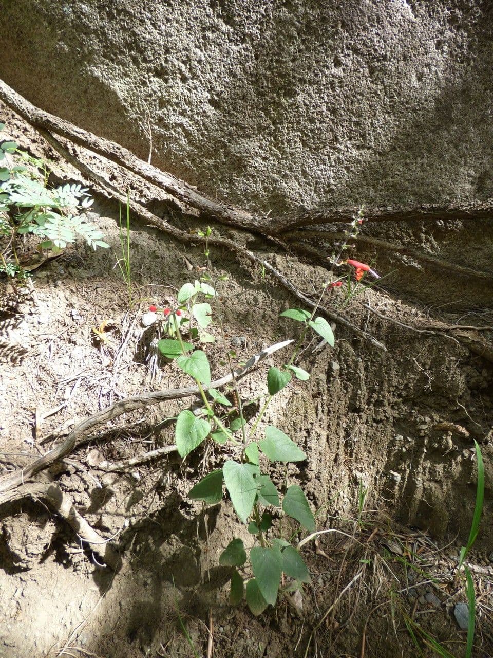 Salvia scarlatta 8