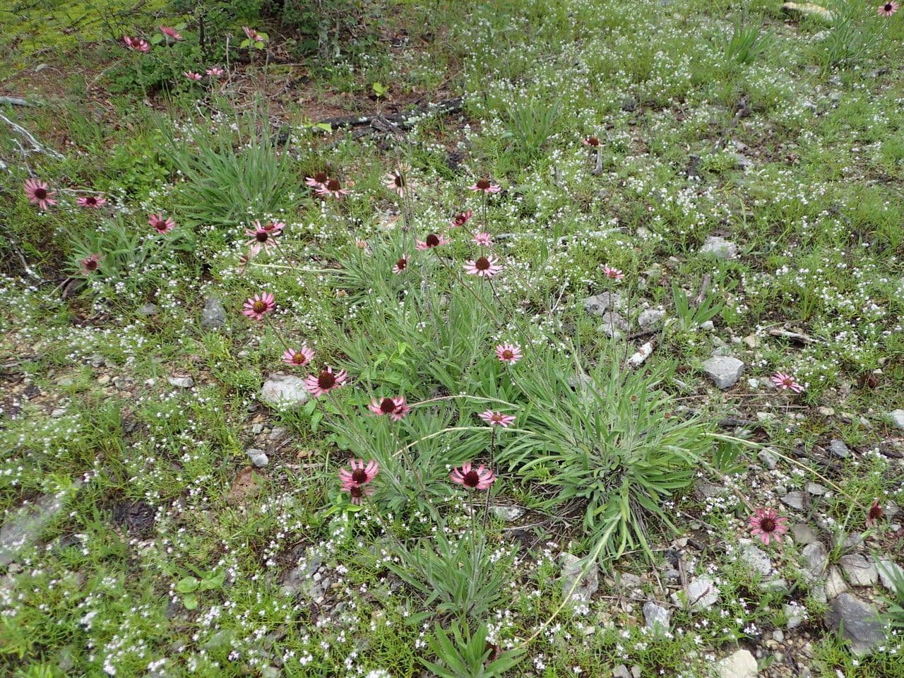 Echinacea del Tennessee 11