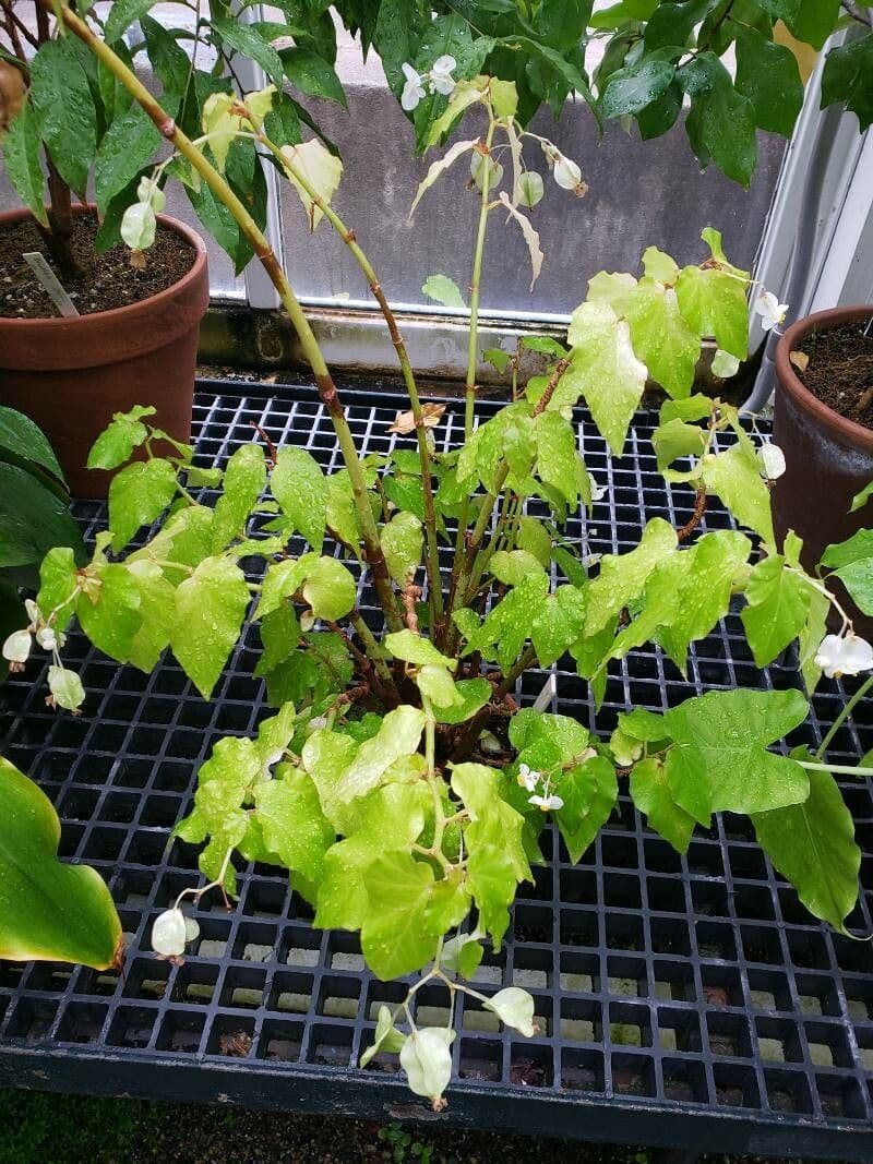 Begonia 2