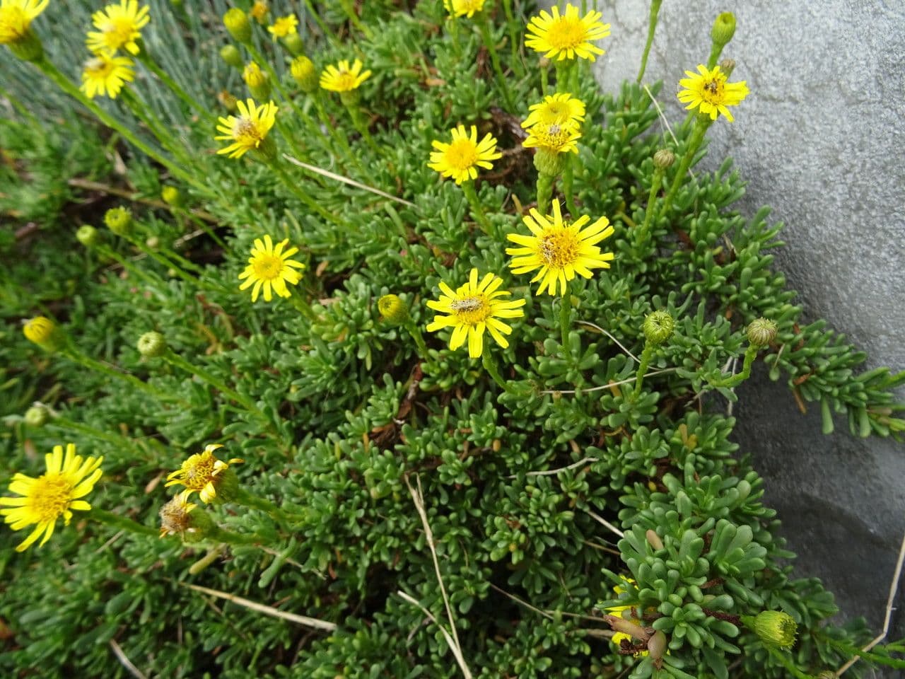 Limbarda crithmoides 22