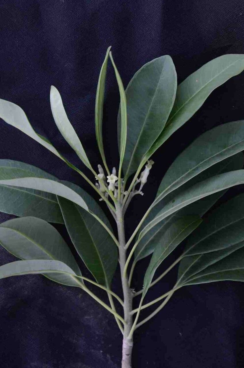 Aspidosperma australe 8