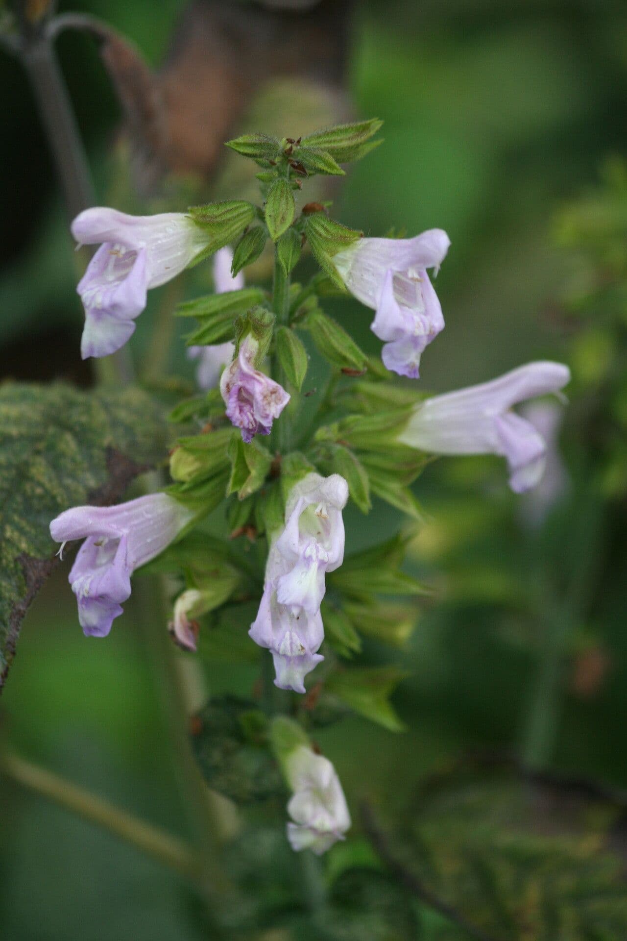 Salvia