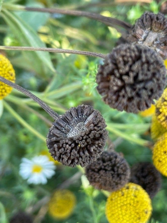 Helenium de otoño